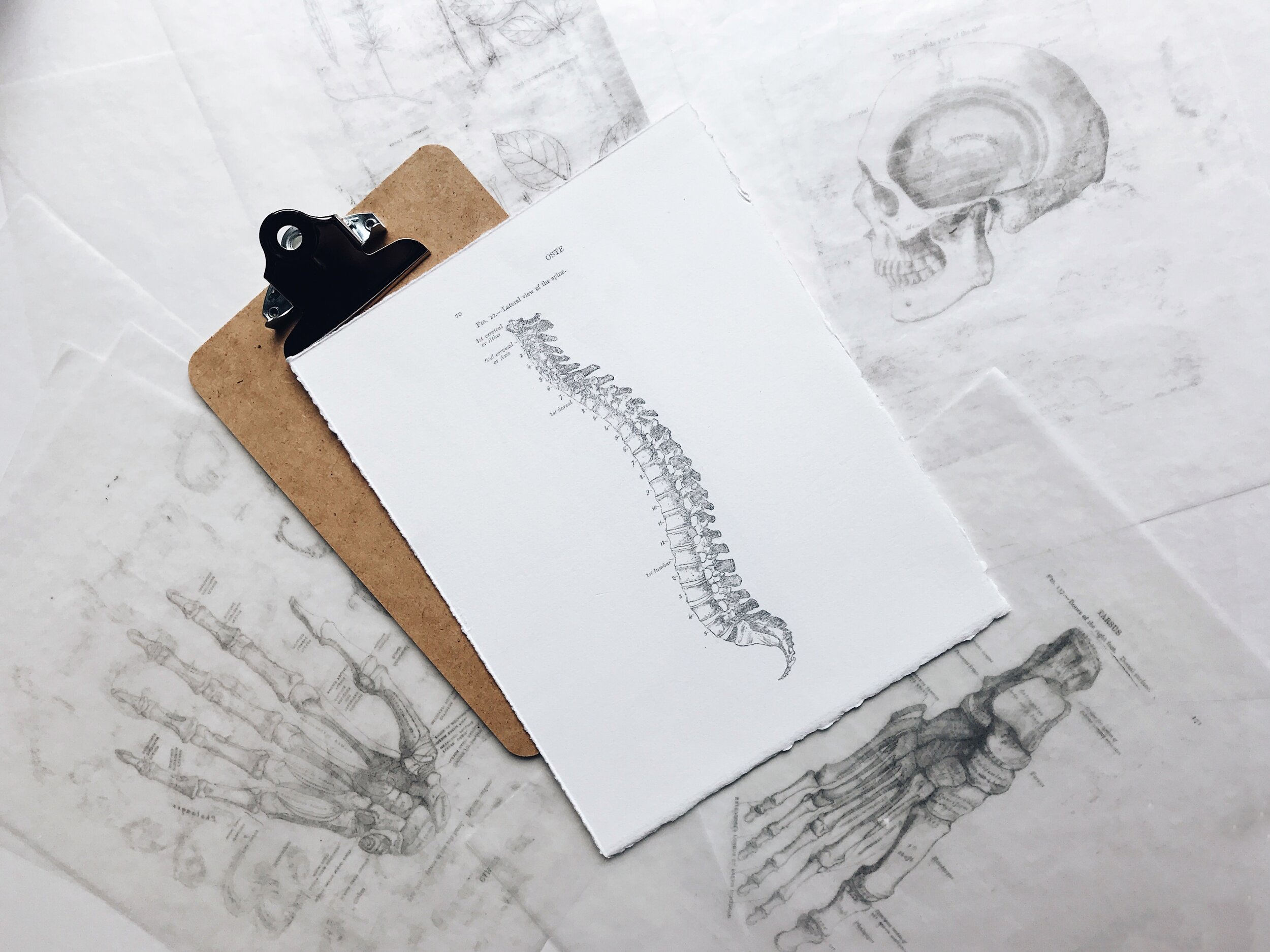 image of anatomical drawings